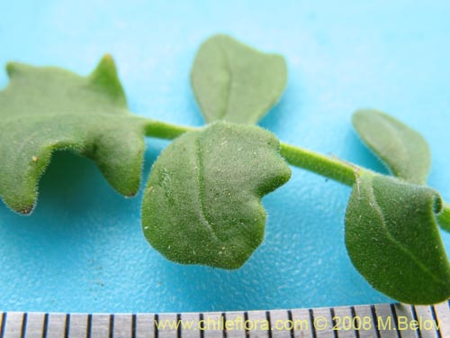 Bild von Valeriana sp. #1381 (). Klicken Sie, um den Ausschnitt zu vergrössern.