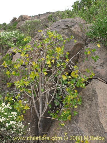 Bild von Carica chilensis (Papayo silvestre / Palo gordo). Klicken Sie, um den Ausschnitt zu vergrössern.