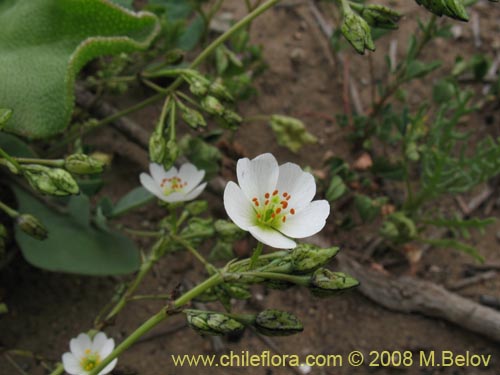 Imágen de Cistanthe arenaria (). Haga un clic para aumentar parte de imágen.