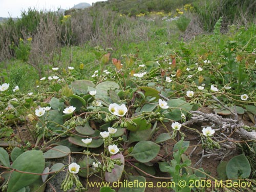 Bild von Cistanthe arenaria (). Klicken Sie, um den Ausschnitt zu vergrössern.