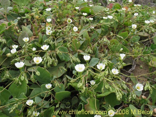 Imágen de Cistanthe arenaria (). Haga un clic para aumentar parte de imágen.