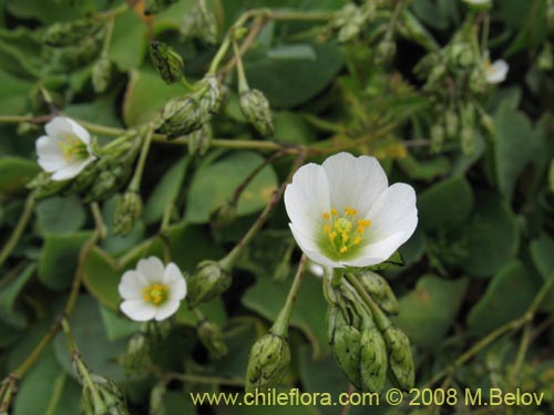 Imágen de Cistanthe arenaria (). Haga un clic para aumentar parte de imágen.