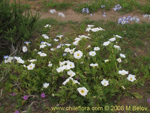 Imágen de Cistanthe arenaria (). Haga un clic para aumentar parte de imágen.