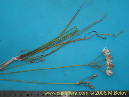 Zoellnerallium serenense的照片