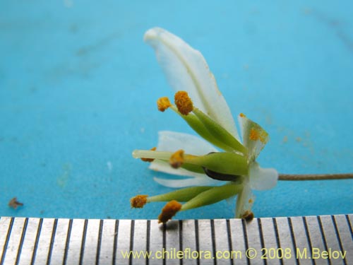 Bild von Zoellnerallium serenense (). Klicken Sie, um den Ausschnitt zu vergrössern.