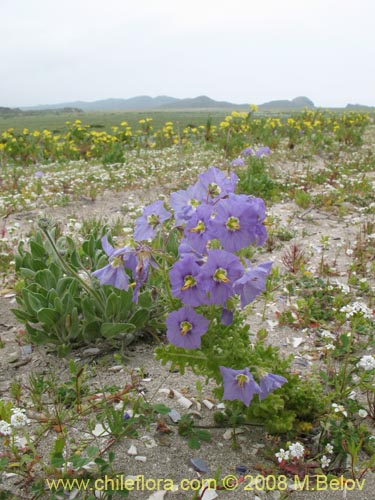 Image of Solanum heterantherum (). Click to enlarge parts of image.