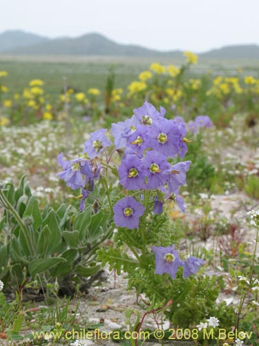 Bild von Solanum heterantherum (). Klicken Sie, um den Ausschnitt zu vergrössern.