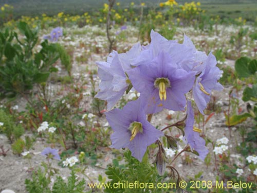 Imágen de Solanum heterantherum (). Haga un clic para aumentar parte de imágen.