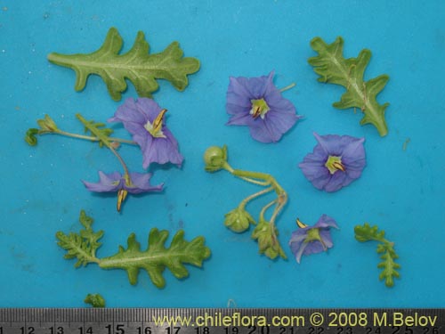 Image of Solanum heterantherum (). Click to enlarge parts of image.