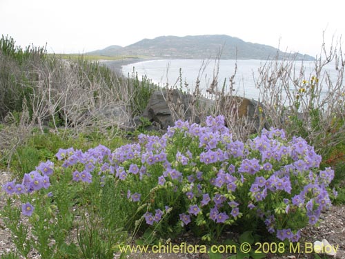 Bild von Solanum heterantherum (). Klicken Sie, um den Ausschnitt zu vergrössern.