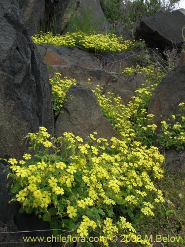 Oxalis sp. #1187의 사진