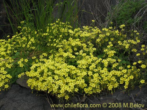 Imágen de Oxalis sp. #1187 (). Haga un clic para aumentar parte de imágen.