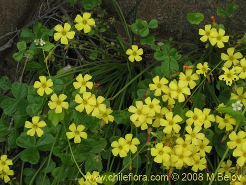 Imágen de Oxalis sp. #1187 (). Haga un clic para aumentar parte de imágen.