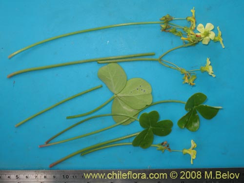 Image of Oxalis sp.   #1187 (). Click to enlarge parts of image.
