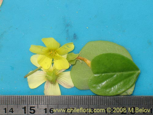 Фотография Oxalis sp. #1187 (). Щелкните, чтобы увеличить вырез.