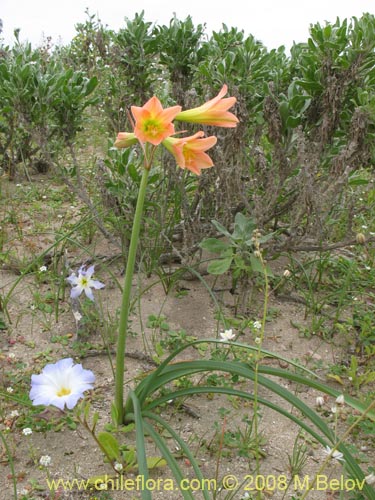 Bild von Rhodophiala bagnoldii (). Klicken Sie, um den Ausschnitt zu vergrössern.