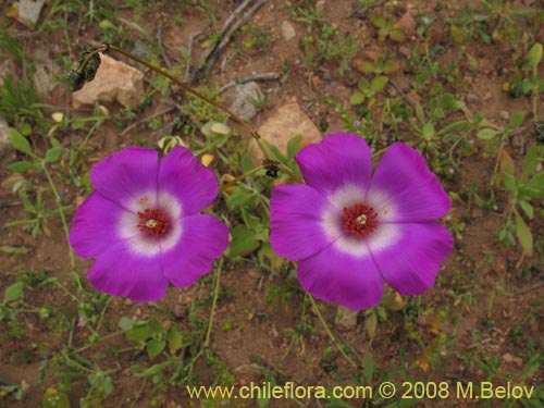 Cistanthe sp. #1189の写真