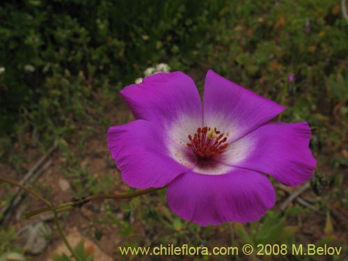 Imágen de Cistanthe sp. #1189 (). Haga un clic para aumentar parte de imágen.