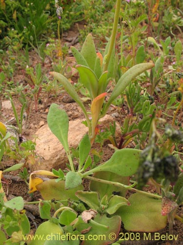 Image of Cistanthe sp. #1189 (). Click to enlarge parts of image.