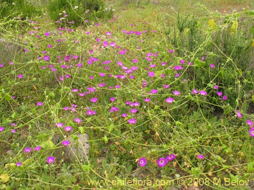 Imágen de Cistanthe sp. #1189 (). Haga un clic para aumentar parte de imágen.