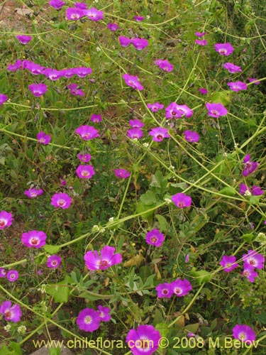 Imágen de Cistanthe sp. #1189 (). Haga un clic para aumentar parte de imágen.