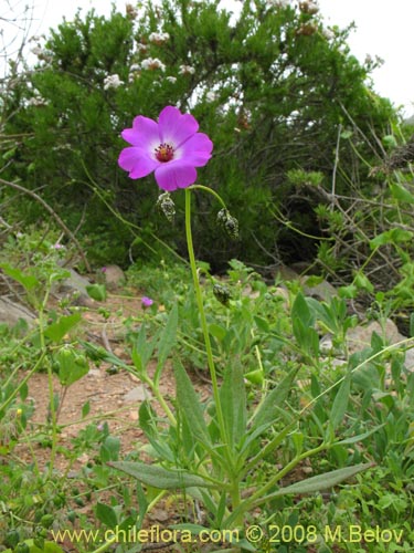 Cistanthe sp. #1189的照片