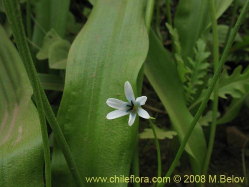 Imágen de Tecophilaea violiflora (). Haga un clic para aumentar parte de imágen.