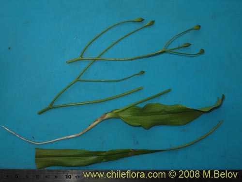 Image of Tecophilaea violiflora (). Click to enlarge parts of image.