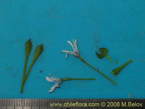 Фотография Tecophilaea violiflora (). Щелкните, чтобы увеличить вырез.