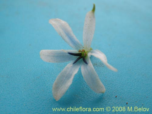 Imágen de Tecophilaea violiflora (). Haga un clic para aumentar parte de imágen.