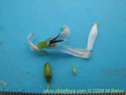 Im�gen de Tecophilaea violiflora (). Haga un clic para aumentar parte de im�gen.