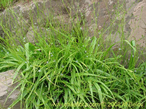 Imágen de Tecophilaea violiflora (). Haga un clic para aumentar parte de imágen.