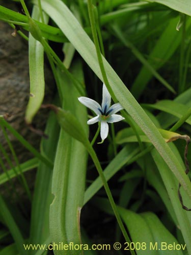 Bild von Tecophilaea violiflora (). Klicken Sie, um den Ausschnitt zu vergrössern.