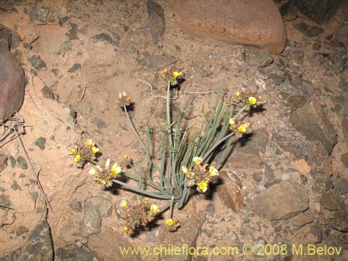 Imágen de Oxalis maritima (). Haga un clic para aumentar parte de imágen.