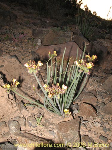 Imágen de Oxalis maritima (). Haga un clic para aumentar parte de imágen.