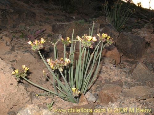 Imágen de Oxalis maritima (). Haga un clic para aumentar parte de imágen.