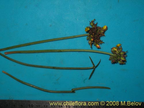 Image of Oxalis maritima (). Click to enlarge parts of image.