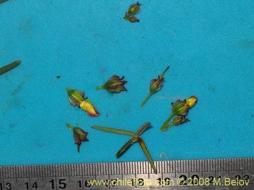 Image of Oxalis maritima (). Click to enlarge parts of image.