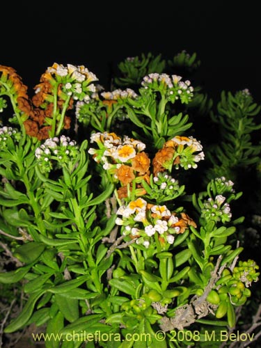 Bild von Heliotopium floridum (). Klicken Sie, um den Ausschnitt zu vergrössern.