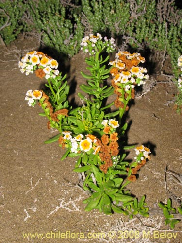 Bild von Heliotopium floridum (). Klicken Sie, um den Ausschnitt zu vergrössern.