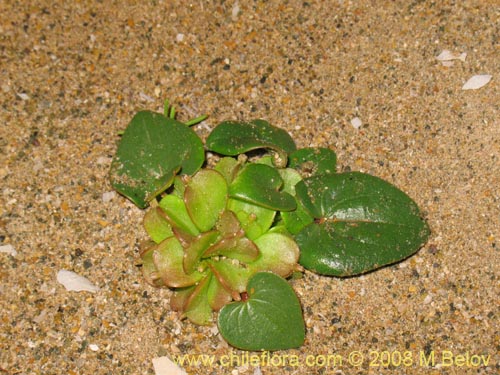 Image of Dioscorea fastigiata (). Click to enlarge parts of image.