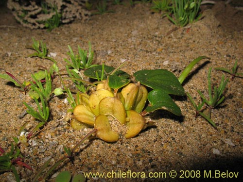 Imágen de Dioscorea fastigiata (). Haga un clic para aumentar parte de imágen.