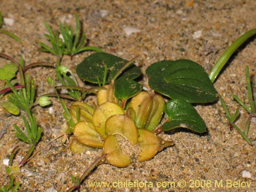 Фотография Dioscorea fastigiata (). Щелкните, чтобы увеличить вырез.