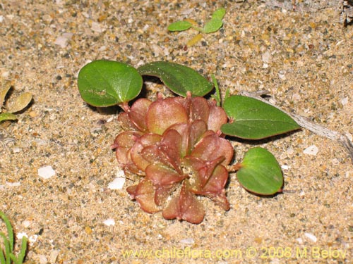 Dioscorea fastigiataの写真
