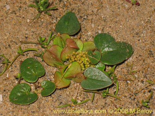 Bild von Dioscorea fastigiata (). Klicken Sie, um den Ausschnitt zu vergrössern.