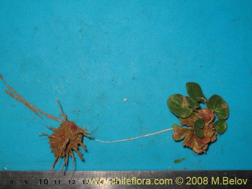 Image of Dioscorea fastigiata (). Click to enlarge parts of image.