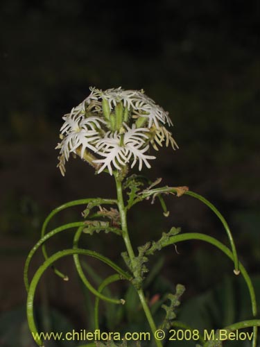 Schizopetalon sp. #1213の写真