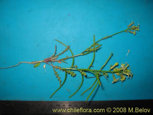 Image of Schizopetalon sp. #1213 (). Click to enlarge parts of image.