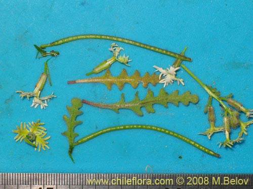 Image of Schizopetalon sp. #1213 (). Click to enlarge parts of image.