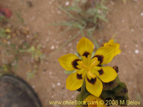 Bild von Sisyrinchium graminifolium (). Klicken Sie, um den Ausschnitt zu vergrössern.